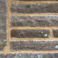 Image showing close up of Lime Pointing